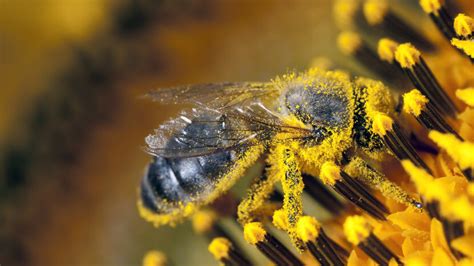 Magical pollen spinner